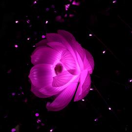 Muurdecoratie fotoschilderij bloemen roze donker zwart